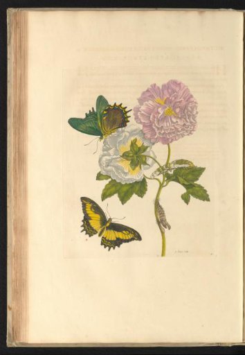 Flowers (Hibiscus mutabilis) with two butterflies, a caterpillar, and a pupa