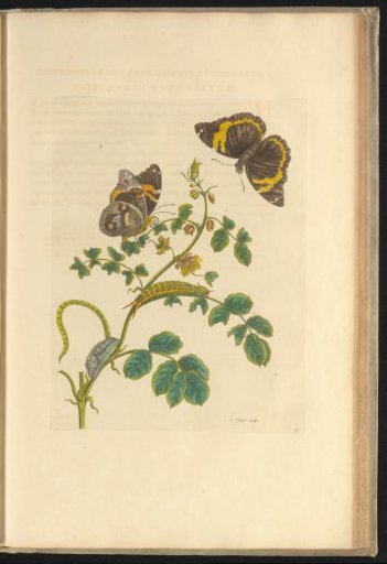 Plant (Senna obtusifolia) with two butterflies, caterpillar and pupa