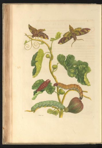 Fig tree (Ficus carica) with two nocturnal moths, two caterpillars and a pupa