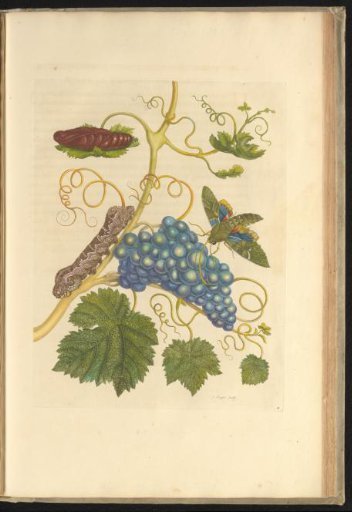 Blue grapes (Vitis vinifera) with pupa, caterpillar and nocturnal moth