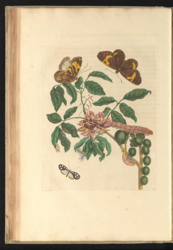 Plant (Lonchocarpus monilis) with butterflies, caterpillars and pupae