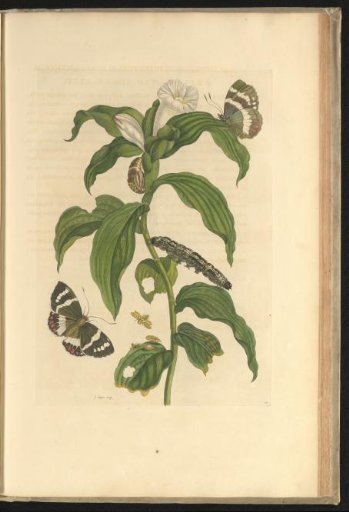 Spiral plant (Costus arabicus) with two butterflies, caterpillar, pupa and other insects