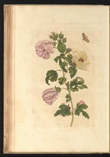 Okra (Abelmoschus esculentus) with nocturnal moth, caterpillar and other insects