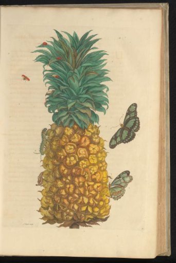 Pineapple (Ananas comosus) with Caterpillar, Butterflies, and Other Insects