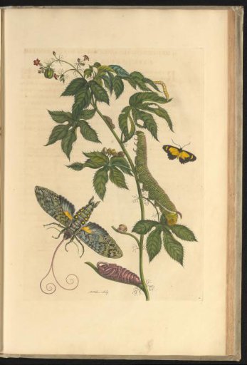 Red physic nut (Jatropha gossypiifolia) with butterfly, nocturnal moth and other insects