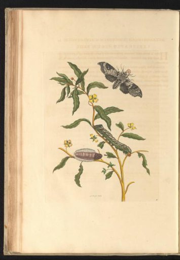 Evening primrose (Ludwigia octovalvis) with nocturnal moth, caterpillar and pupa