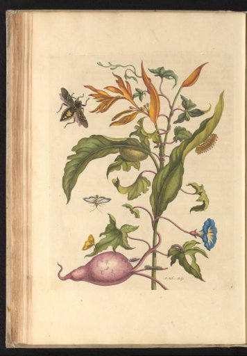 Sweet potato (Ipomoea batatas) and Parrot's beak (Heliconia psittacorum) with leaf-footed bug, nocturnal moths, caterpillars, larva and cocoon