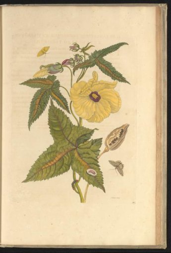 Wild okra (Abelmoschus moschatus) with moths, caterpillars, and pupae