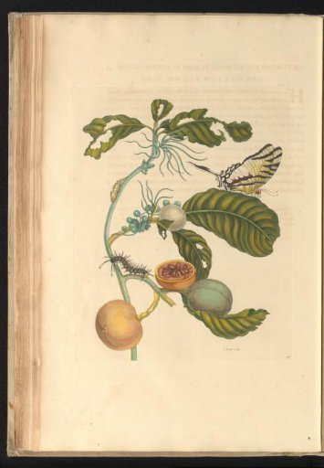 Marbled box (Duroia eriopila) with butterfly, caterpillar, and possibly a pupa