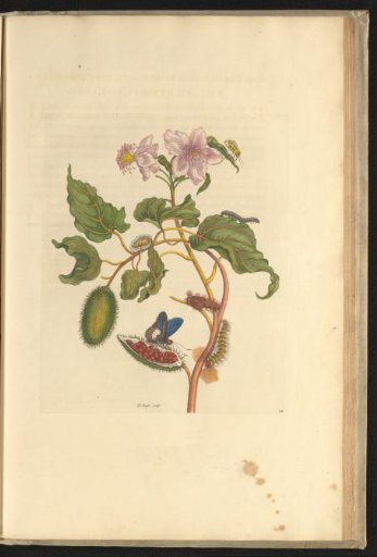 Annatto tree (Bixa orellana) with butterfly, moth, caterpillars, and pupae