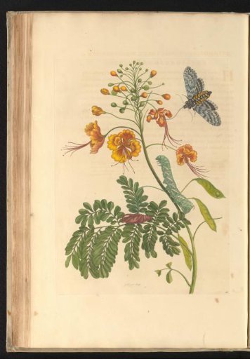Peacock flower (Caesalpinia pulcherrima) with moth, caterpillar and pupa