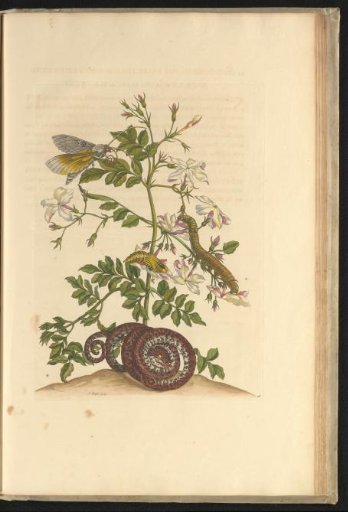 Jasmine (Jasminum grandiflorum) with garden boa, moth, caterpillar and pupa