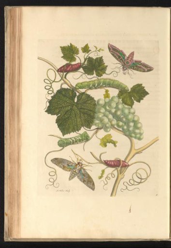 White grapes (Vitis vinifera) with moths, caterpillars and pupae