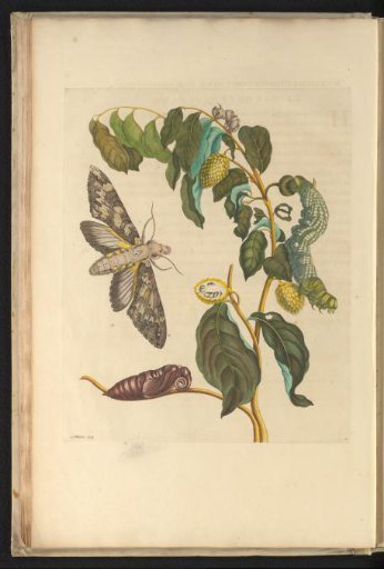 Silky Custard Apple (Annona sericea) with Moth, Caterpillar, and Pupa