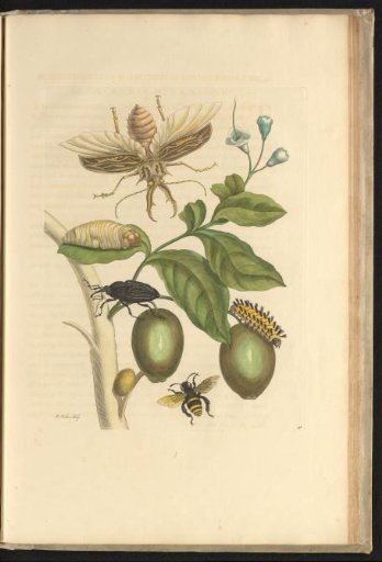 Genip (Genipa americana) with beetle, palm weevil, orchid bee and other insects