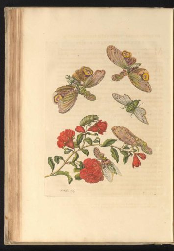 Branch of pomegranate tree (Punica granatum) with lantern flies and singing cicadas