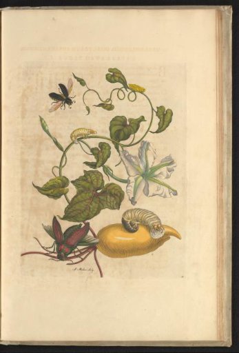 Moonflower (Ipomea alba) with sugar beetle, larvae and other insects