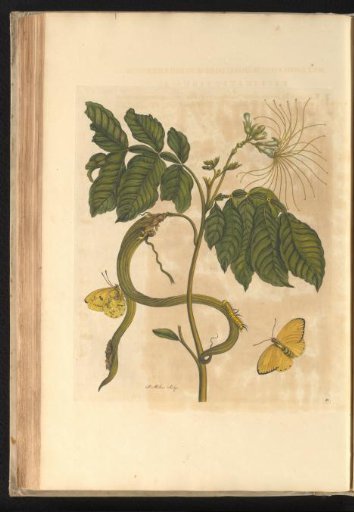 Tree with pods (Inga edulis) with butterflies, larva and pupa
