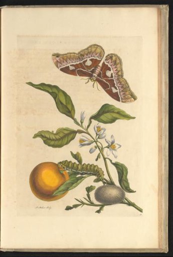 Orange (Citrus sinensis) with butterfly, caterpillar and cocoon