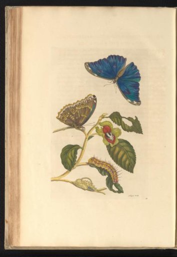 Plant (Drymonia serrulata) with butterflies, caterpillar and pupa