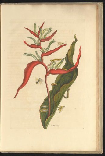 Plant (Heliconia acuminata) with mason wasp, caterpillars and other insects