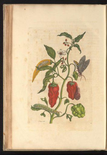 Spanish pepper (Capsicum annuum) with butterfly, caterpillar and pupa