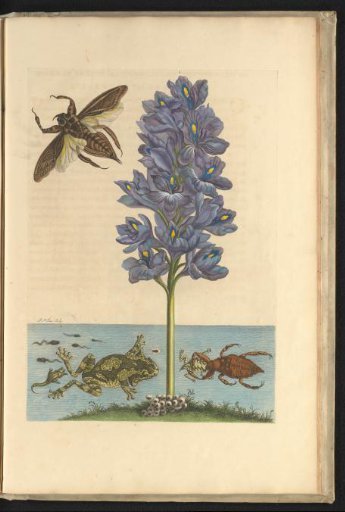 Water hyacinth (Eichhornia crassipes) with common milkweed frogs and giant water bugs