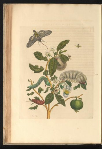 Guava (Psidium guajava) with a moth, green and white caterpillars, and other insects