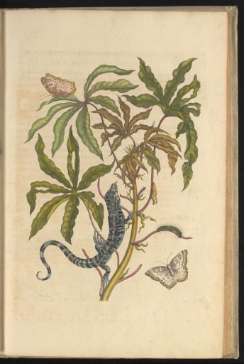 Cassava Plant (Manihot esculenta) with Banded Racer, Butterfly, Pupa, and Caterpillar