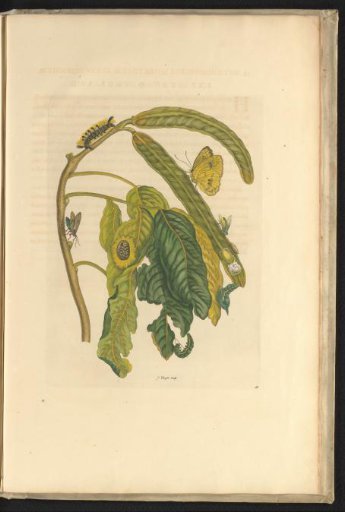 Tree with pods (Inga) with a yellow butterfly, caterpillars, a fly, and other insects