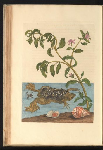 Sea purslane (Sesuvium portulacastrum) with a female pipefish and young, and two sea snails