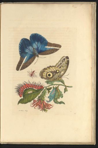Plant (Pachystachys coccinea) with two butterflies, a field wasp, a caterpillar, a pupa, and a larva