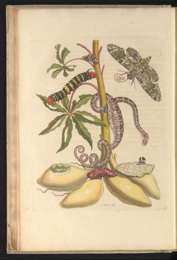 Cassava (Manihot esculenta) with Moth, Caterpillar, Garden Boa, and Various Insects