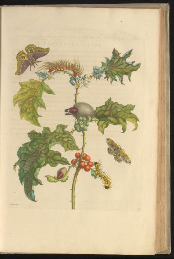 Bostomaat (Solanum stramoniifolium) with butterflies, caterpillars and pupae
