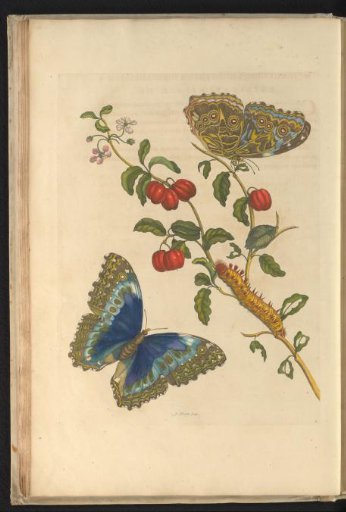 West-Indian cress (Malpighia glabra) with two butterflies, caterpillar and pupa
