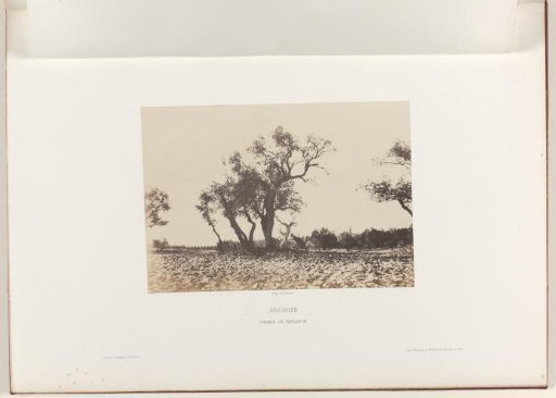 Trees on the Road to Nablus