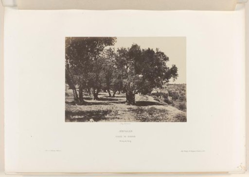 Olive trees in the valley of Hinnom, near Jerusalem