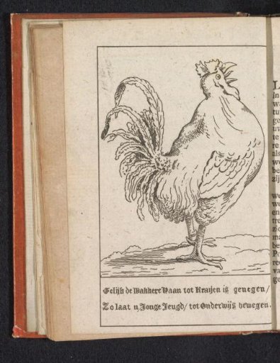 Rooster