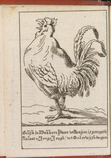 The Alert Rooster