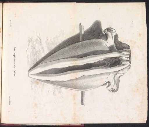 Whale Skull, 1827