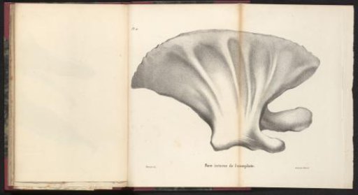 Shoulder blade of the whale, 1827