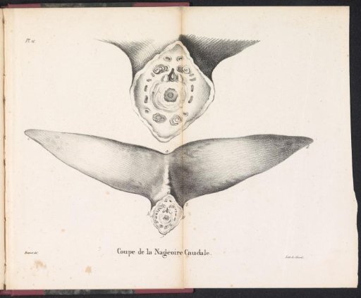 Cross-section of the whale's tail fin, 1827