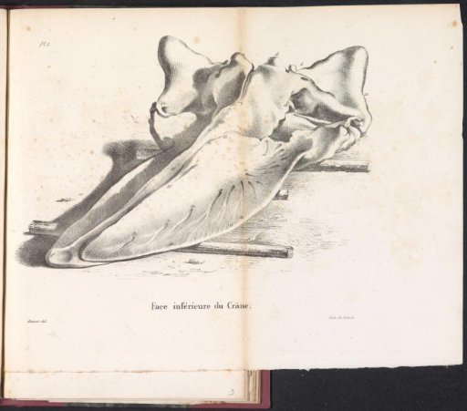 Whale Skull, 1827