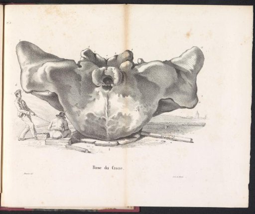 Whale Skull, 1827