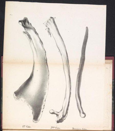 Three ribs of the whale, 1827