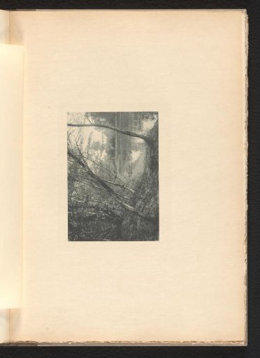 Wooded landscape with a pond in the Prater in Vienna