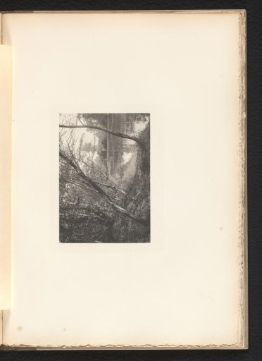 Wooded landscape with a pond in the Prater in Vienna