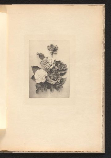 Bouquet of dried roses