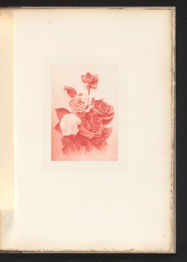 Bouquet of dried roses