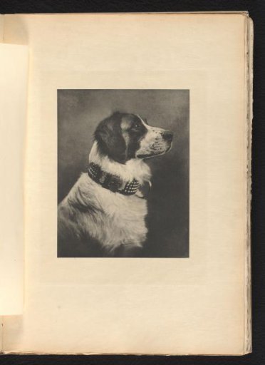 Portrait of an Unknown Dog